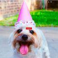 Flechazo.shop Tienda Online Dudosa Productos Mascotas